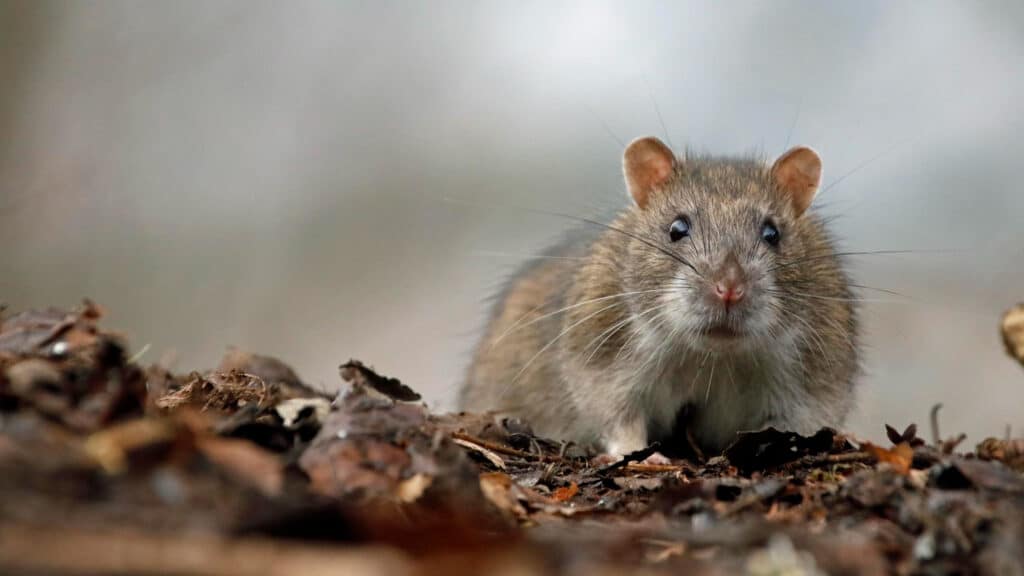 Preventing Rodent Infestations During Cold Weather