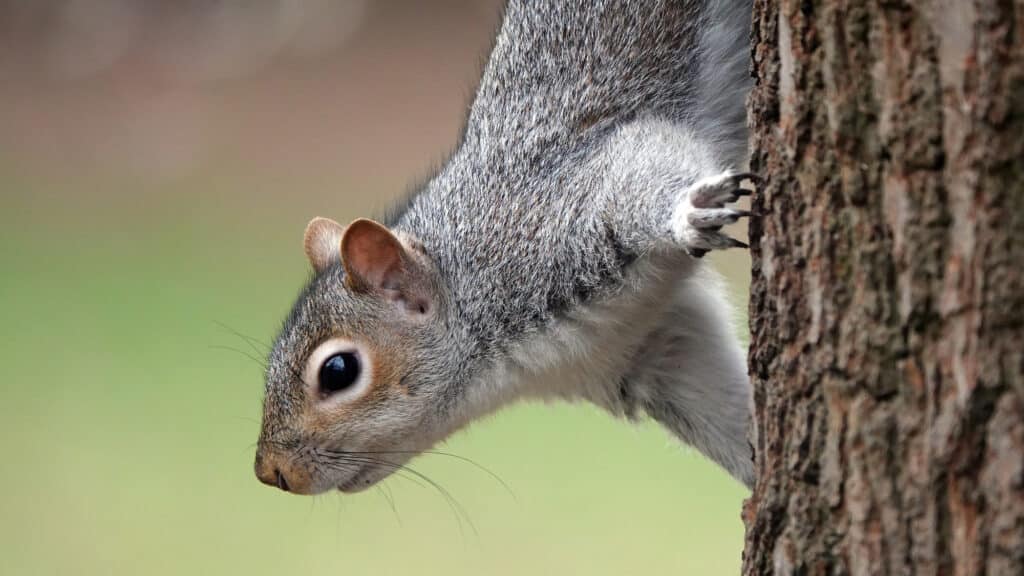 Rodent pest control by London Pest Control Co