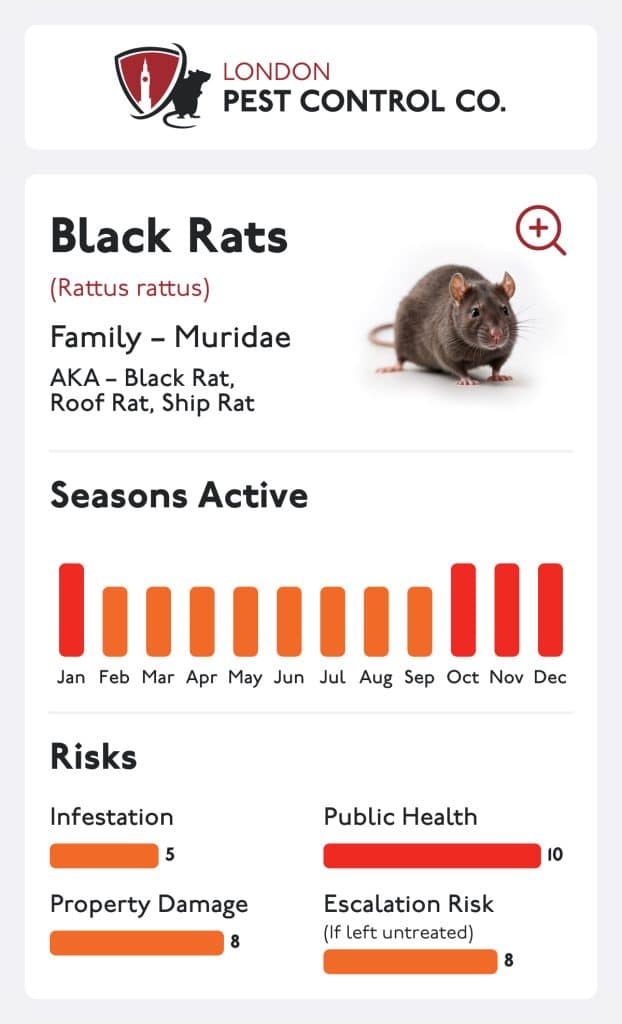 Black Rat Card