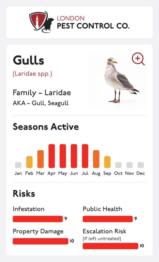 Gulls Card