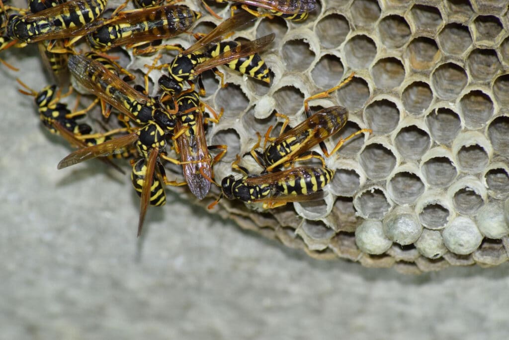 Wasp Nest - Insect Pest Control