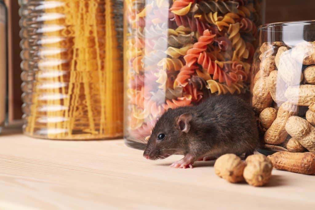 Small brown rat looking for food on wooden cupboard in rental home - London Pest Control Co