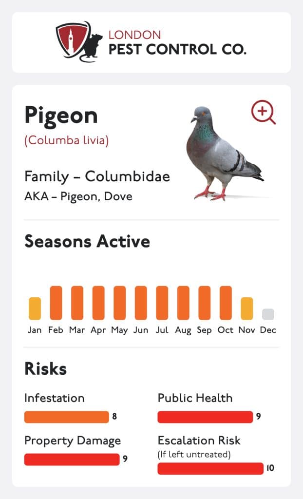 Pigeon Card
