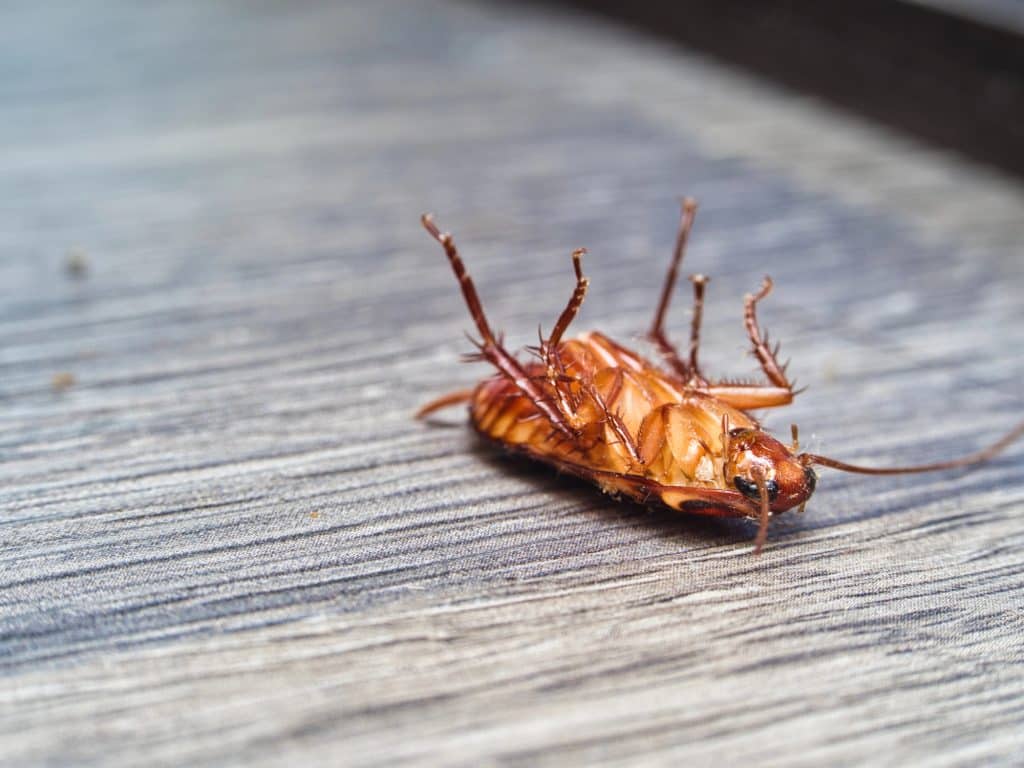dead cockroach pest- London Pest Control Co