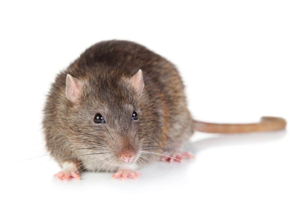 image of a rat against a white background-London Pest control co